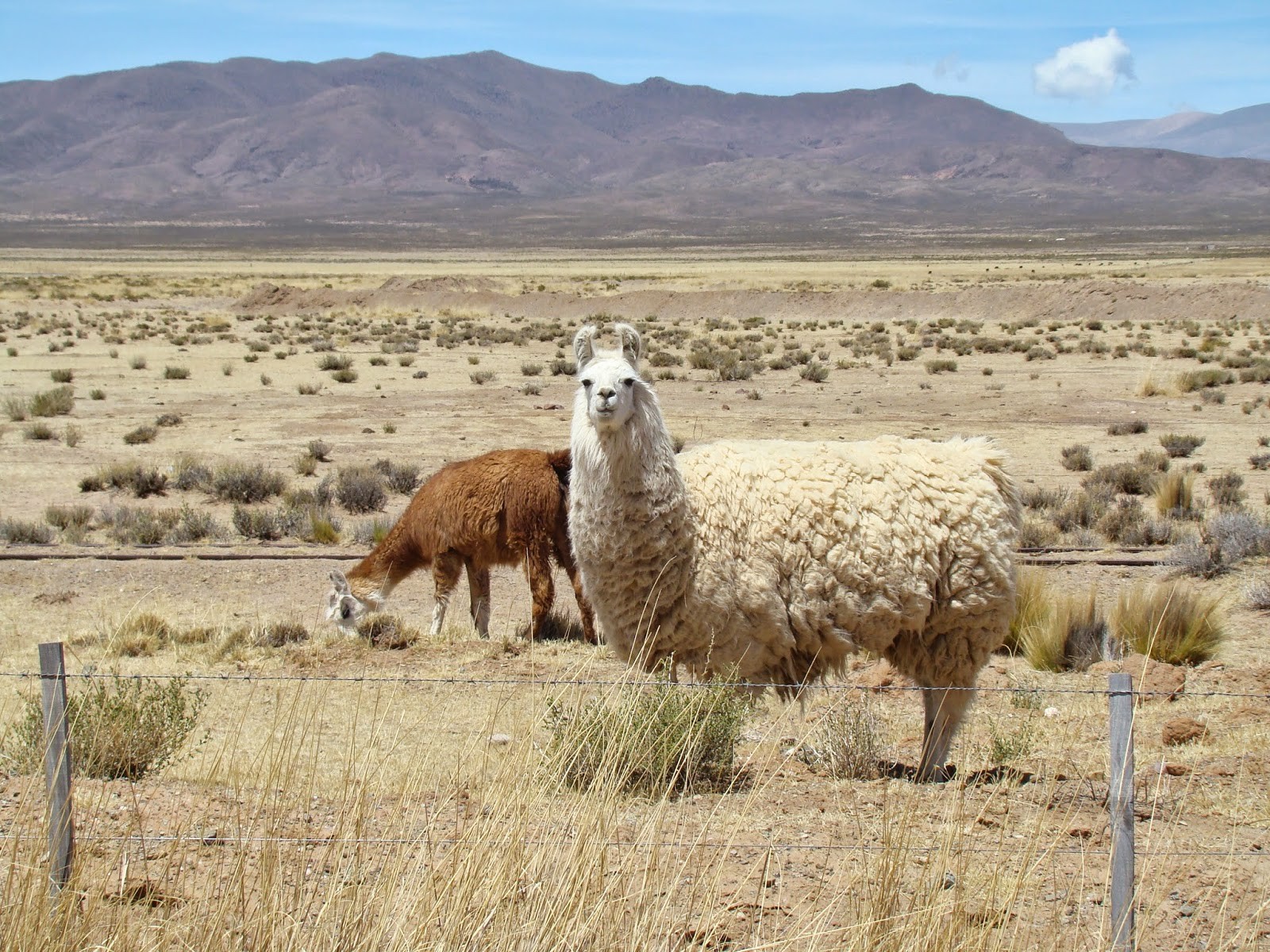 Primeiras Llamas da viagem - no Altiplano argentino