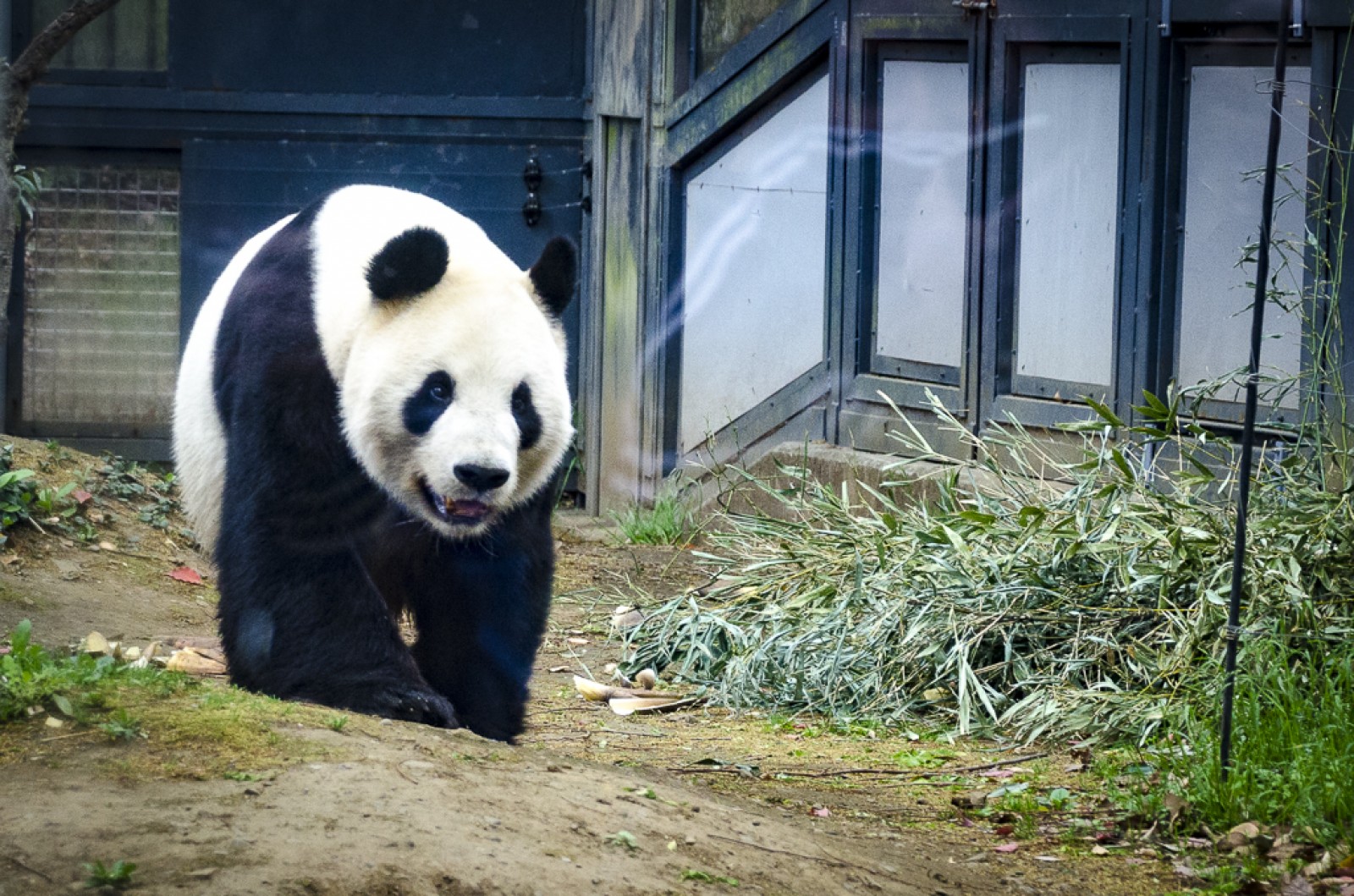 Panda no Ueno Zoo.